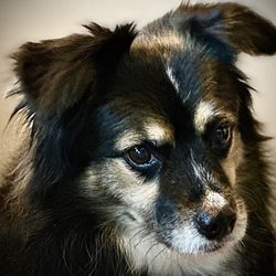 Best In Show Dog Groom Board Gift Greeting Cards Email, Text