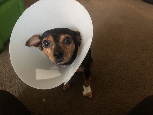 DESLY'S PET GROOMING by null