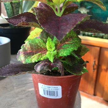 Plant and Pottery Outlet - Nurseries & Gardening Near Me - Sunol, California Plant and Pottery Outlet - Nurseries & Gardening Near Me - Sunol, California