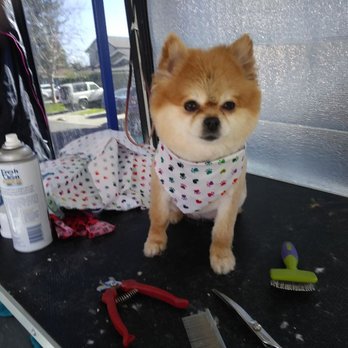 Bubbles & Bows Mobile Grooming - Pet Groomers Near Me - Woodland, California Bubbles & Bows Mobile Grooming - Pet Groomers Near Me - Woodland, California
