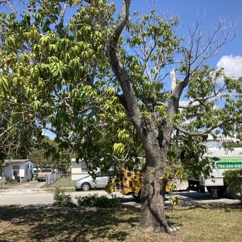 Mr X Tree Service - Tree Services Near Me Mr X Tree Service - Tree Services Near Me