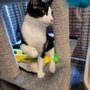 Photo of Whis-Purr Rescue, Inc