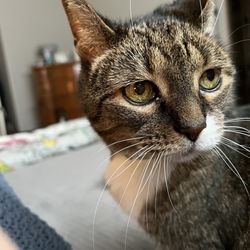 Oregon Veterinary Services - Happy kitty thanks To Dr Hogg
