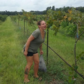 Strong Tower Vineyard & Winery - Playing in vineyard - Wineries Near Me - Spring Hill, Florida Strong Tower Vineyard & Winery - Playing in vineyard - Wineries Near Me - Spring Hill, Florida