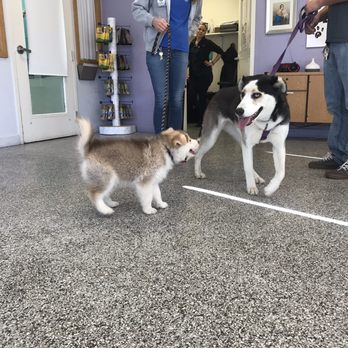spcaLA - Pet Training Near Me - Long Beach, California spcaLA - Pet Training Near Me - Long Beach, California