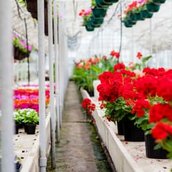 Urhausen Greenhouses
