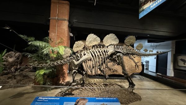 Houston Museum of Natural Science at Sugar Land by null