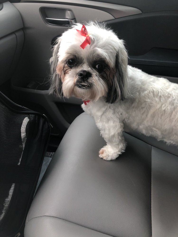 CLOUD NINE PET RESORT Updated May 2024 27 Photos & 41 Reviews 809