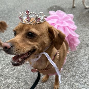 Lola & Penelope's - Homecoming Queen (Halloween Party) - Pet Groomers Near Me - Clayton, Missouri Lola & Penelope's - Homecoming Queen (Halloween Party) - Pet Groomers Near Me - Clayton, Missouri