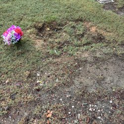 Pine Forest Memorial Gardens - A sinkhole or a grave?