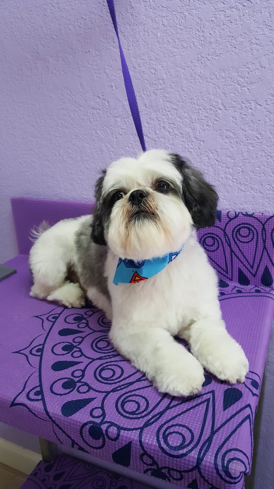 Tangled Hair Grooming - pet boarding facility in El Paso, TX