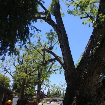 Advanced Tree Care - During clean up - Tree Services Near Me - Bakersfield, California