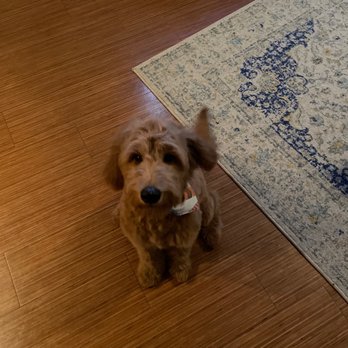 Zander's Paws Grooming - Pet Groomers Near Me