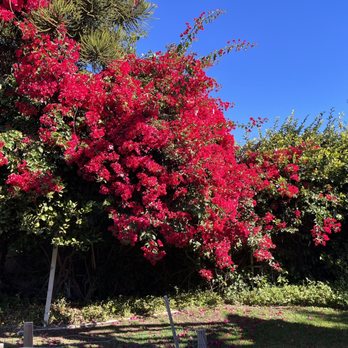 Red Planet Tree And Landscape Services - Before - Landscaping Near Me Red Planet Tree And Landscape Services - Before - Landscaping Near Me