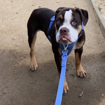 Karma Dog Training - Pet Training Near Me