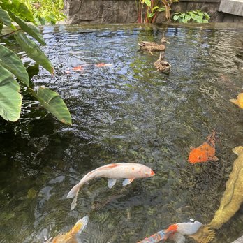 Sheraton Waikiki Beach Resort - Feeding the koi - Hotels Near Me - Honolulu, Hawaii