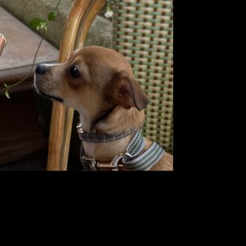 A Home 4 Ever Rescue - Rocco's first outing! - Animal Shelters Near Me A Home 4 Ever Rescue - Rocco's first outing! - Animal Shelters Near Me