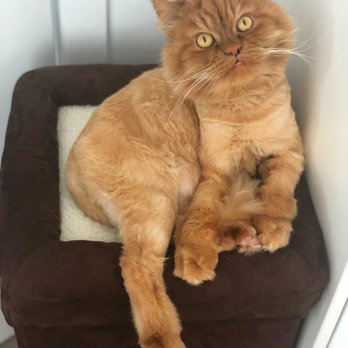 Pet Parlour - After - Pet Sitting Near Me - Vancouver, British Columbia Pet Parlour - After - Pet Sitting Near Me - Vancouver, British Columbia