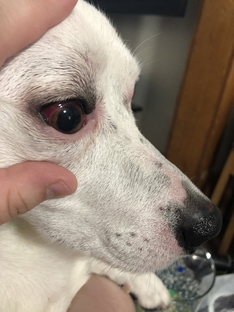 HILLSIDE VETERINARY CLINIC Updated October 2024 11 Reviews 5250