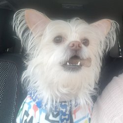 Cuts 4 Mutts - Help cuts 4 mutts, I need a cut!