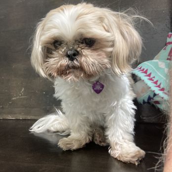 Lubbock Small Animal Emergency Clinic: Trusted Care When It Counts