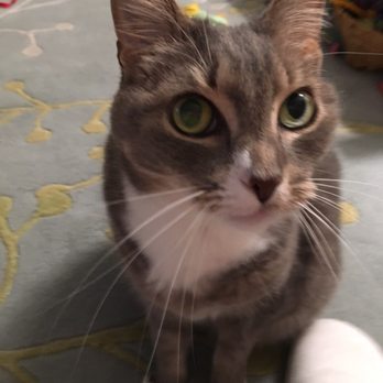 South Davis Veterinary Center - But I don't want to go to the vet... - Veterinarians Near Me - Davis, California South Davis Veterinary Center - But I don't want to go to the vet... - Veterinarians Near Me - Davis, California