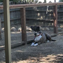 Bennett Medical Services - This is our backyard ...we live in a mobile home park in Reedley, California.