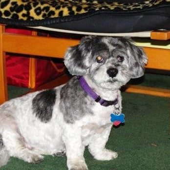 Fur Bar - KC - Pet Groomers Near Me - Toronto, Ontario
