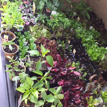 Evergreen Nursery - Great selection of edible plants. - Nurseries & Gardening Near Me - San Leandro, California Evergreen Nursery - Great selection of edible plants. - Nurseries & Gardening Near Me - San Leandro, California