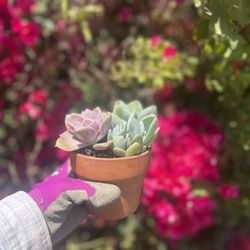Piña Succulents