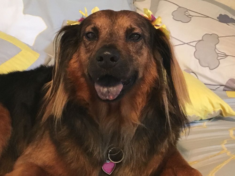 TLC ANIMAL AND BIRD HOSPITAL Updated August 2024 13 Reviews 270