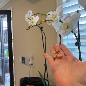 Moon Atelier - DEAD ORCHIDS - Florists Near Me - Los Angeles, California Moon Atelier - DEAD ORCHIDS - Florists Near Me - Los Angeles, California