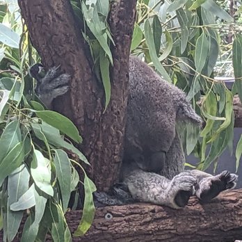 Lone Pine Koala Sanctuary - Zoos Near Me - Fig Tree Pocket, QLD