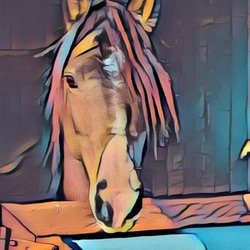 Oak Mountain Riding Stables - Clementine