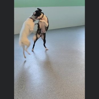 Doggie Playhouse - Play play play - Pet Training Near Me - Palatine, Illinois Doggie Playhouse - Play play play - Pet Training Near Me - Palatine, Illinois