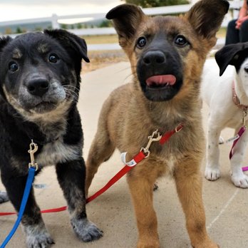 FreeLance Dog Training - Pet Training Near Me - Denver, Colorado