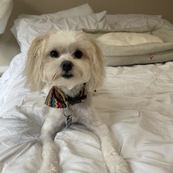 LaVonda's Pet Salon - A clean cut for our Pomeranian-poodle