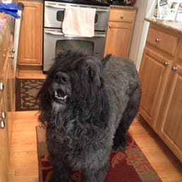 A happy Dog Wash Bouvier A happy Dog Wash Bouvier