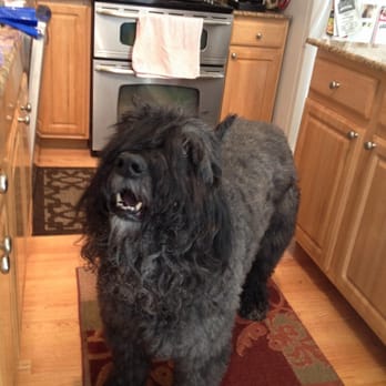 Dog Wash - A happy Dog Wash Bouvier - Pet Stores Near Me - Wilmette, Illinois Dog Wash - A happy Dog Wash Bouvier - Pet Stores Near Me - Wilmette, Illinois