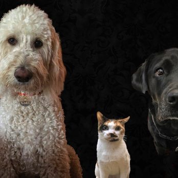 Bark Life - Pet Stores Near Me - Seminole, Florida