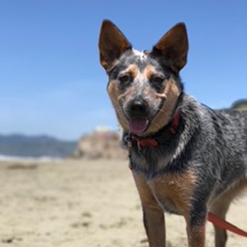 Dognpooch - Pet Training Near Me - San Luis Obispo, California Dognpooch - Pet Training Near Me - San Luis Obispo, California