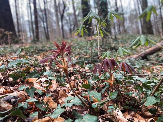 Cascade Springs Nature Preserve by null
