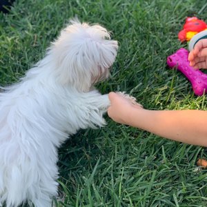 PUPPIES AND REPTILES FOR PARTIES - 133 Photos & 120 Reviews - Party