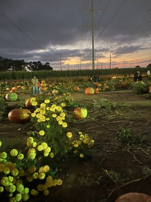 Carlsbad Strawberry Company by null