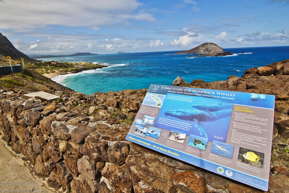 Kealoha Tours Logo
