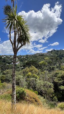 Wellington Botanic Garden by null