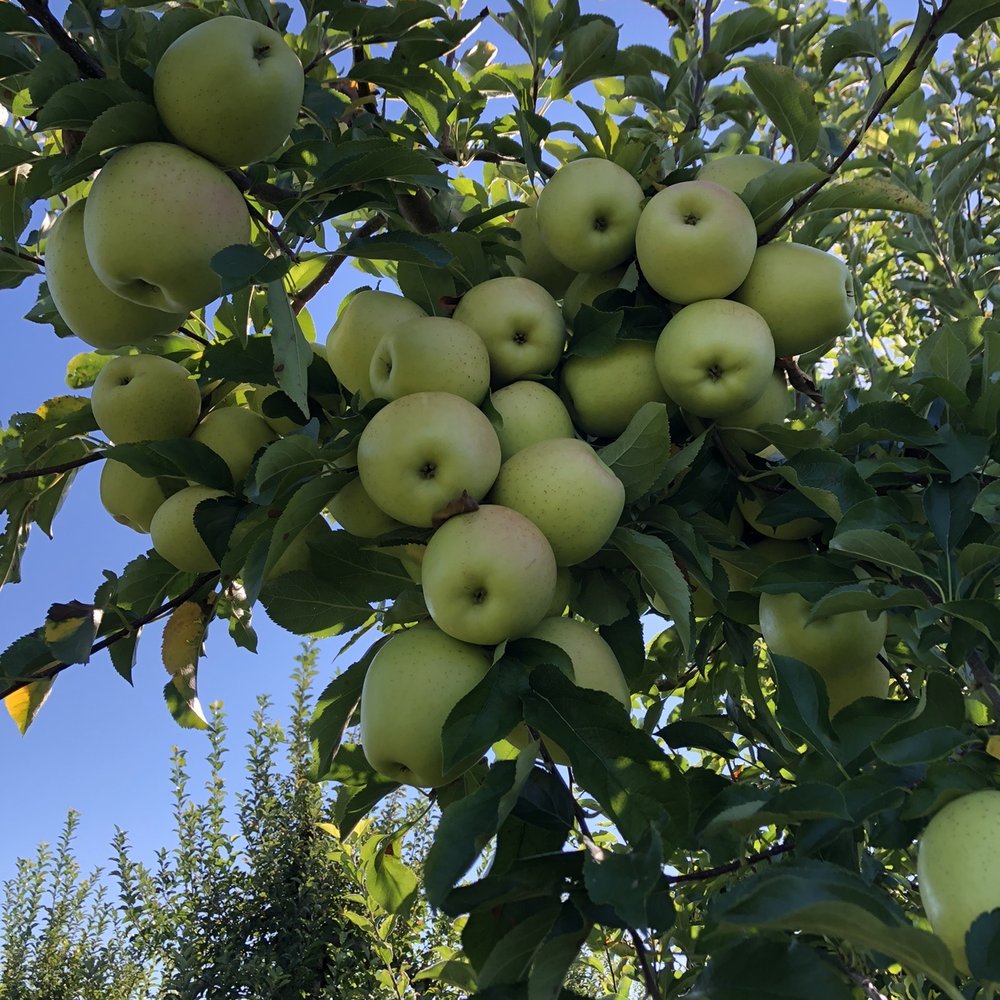 Golden Delicious!