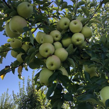 Melick's Town Farm - Golden Delicious! - Farmers Market Near Me - Bridgewater, New Jersey