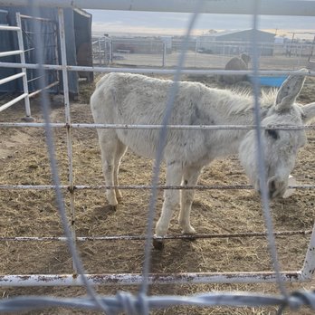 Wishing Star Farm - Kids Activities Near Me - Calhan, Colorado Wishing Star Farm - Kids Activities Near Me - Calhan, Colorado