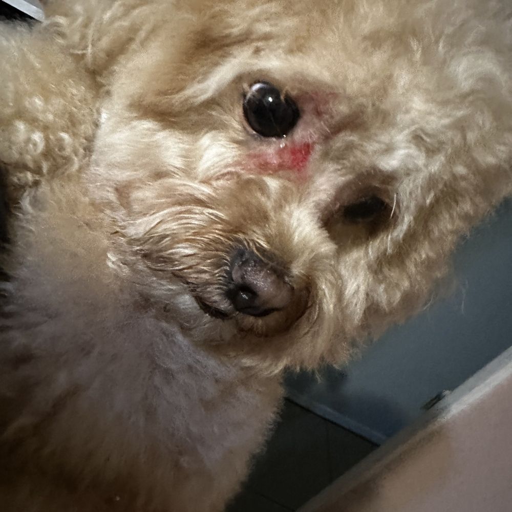 Happy Dog Grooming - Pet Groomers Near Me - Ontario, California Happy Dog Grooming - Pet Groomers Near Me - Ontario, California